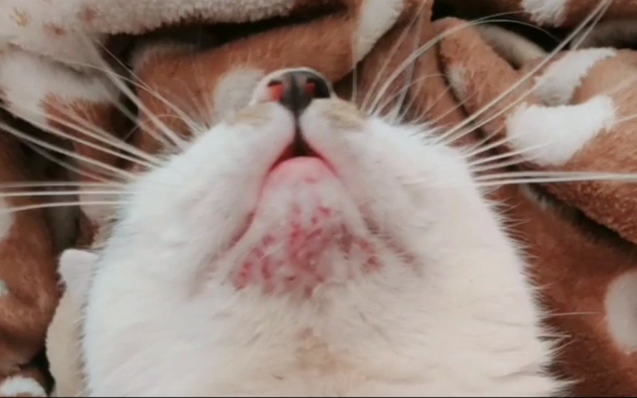 The current status of several cats who are earning money to treat their cats!