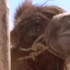 哭泣的骆驼【豆瓣8.5分纪录片】 ╯﹏╰想起了羊驼