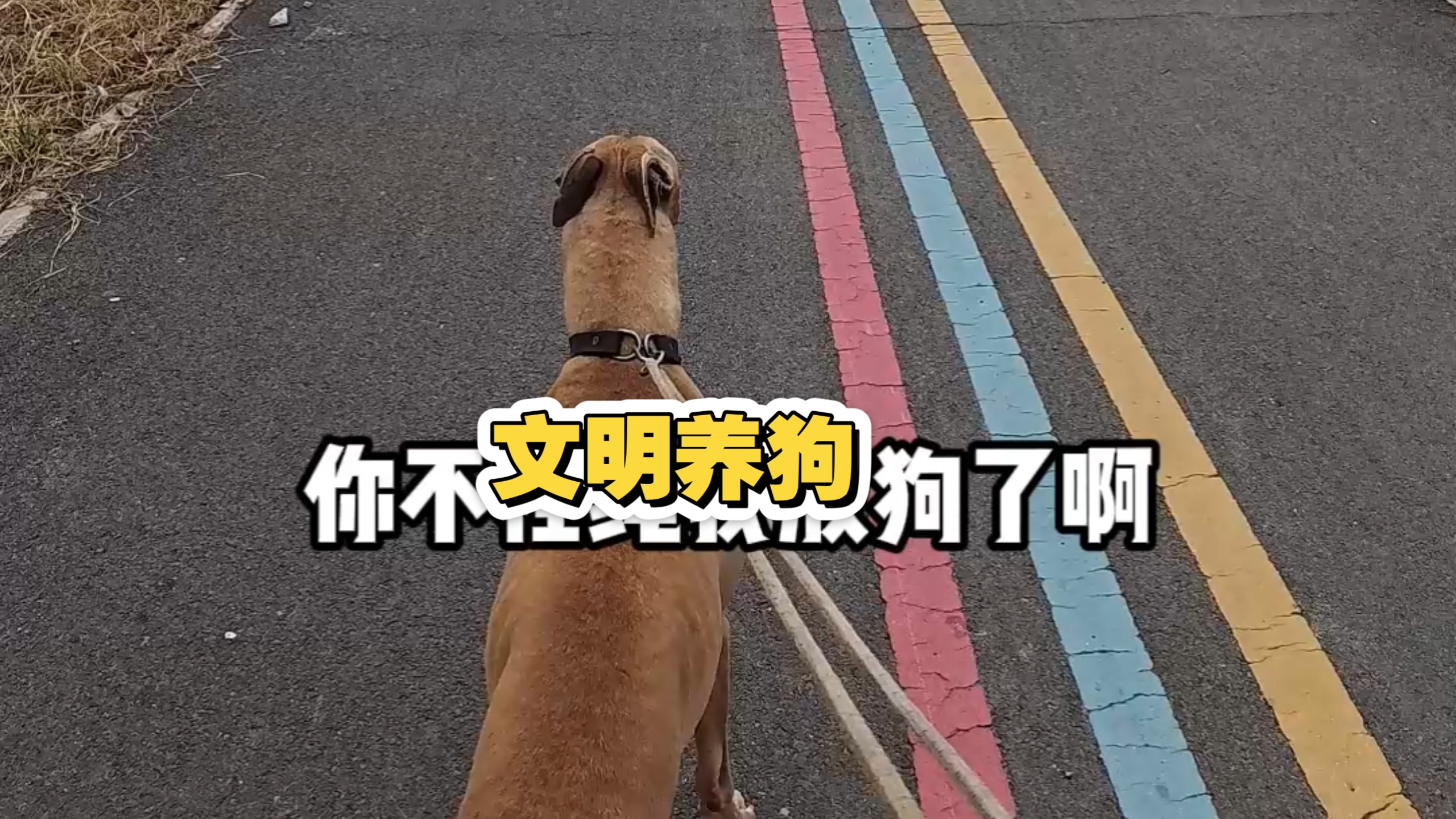 文明养狗，温暖你我他