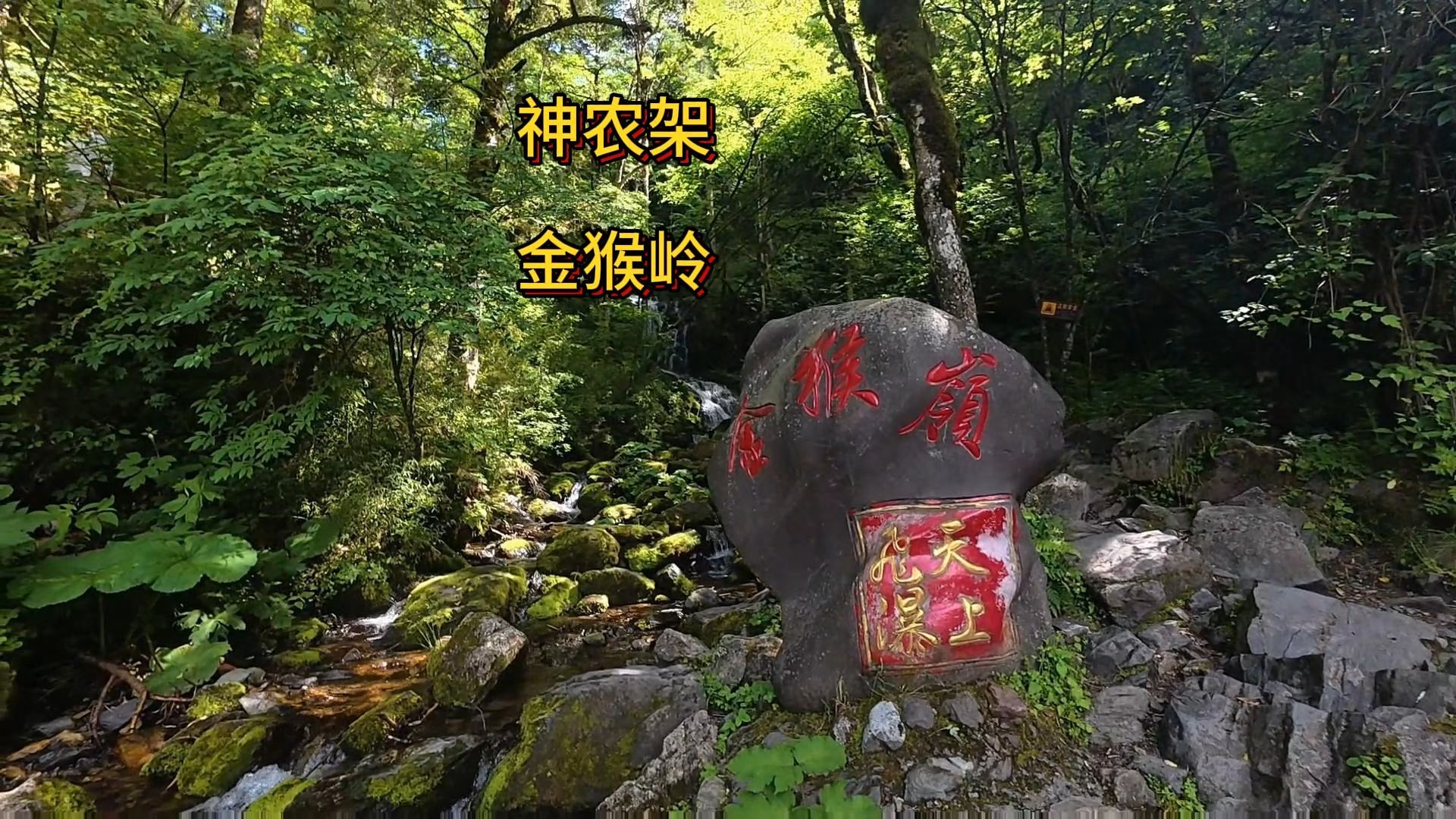 漫步神农架的金猴岭，溪水清凉，冷杉耸立，可惜无缘猴哥