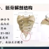 13.龙氏正骨--揭眾平龙氏柔性正骨法--骶骨解剖及精准诊断
