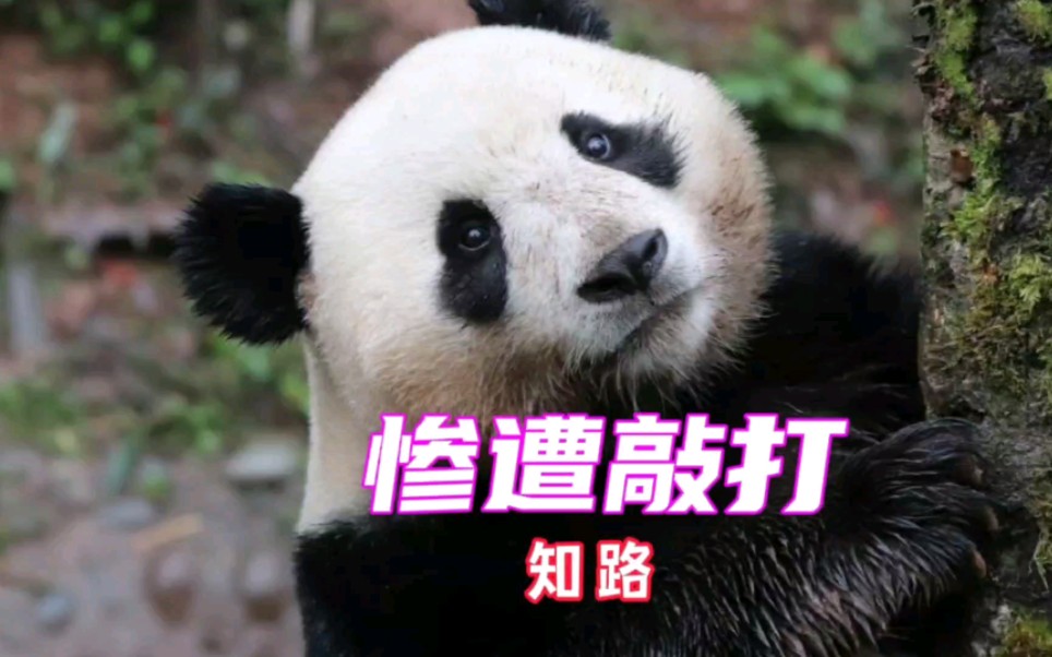 秦岭四宝科公园饲养员用铁锹敲打大熊猫后续，大熊猫知路被吓到连连后退，这样的饲养员应该被开除吗？