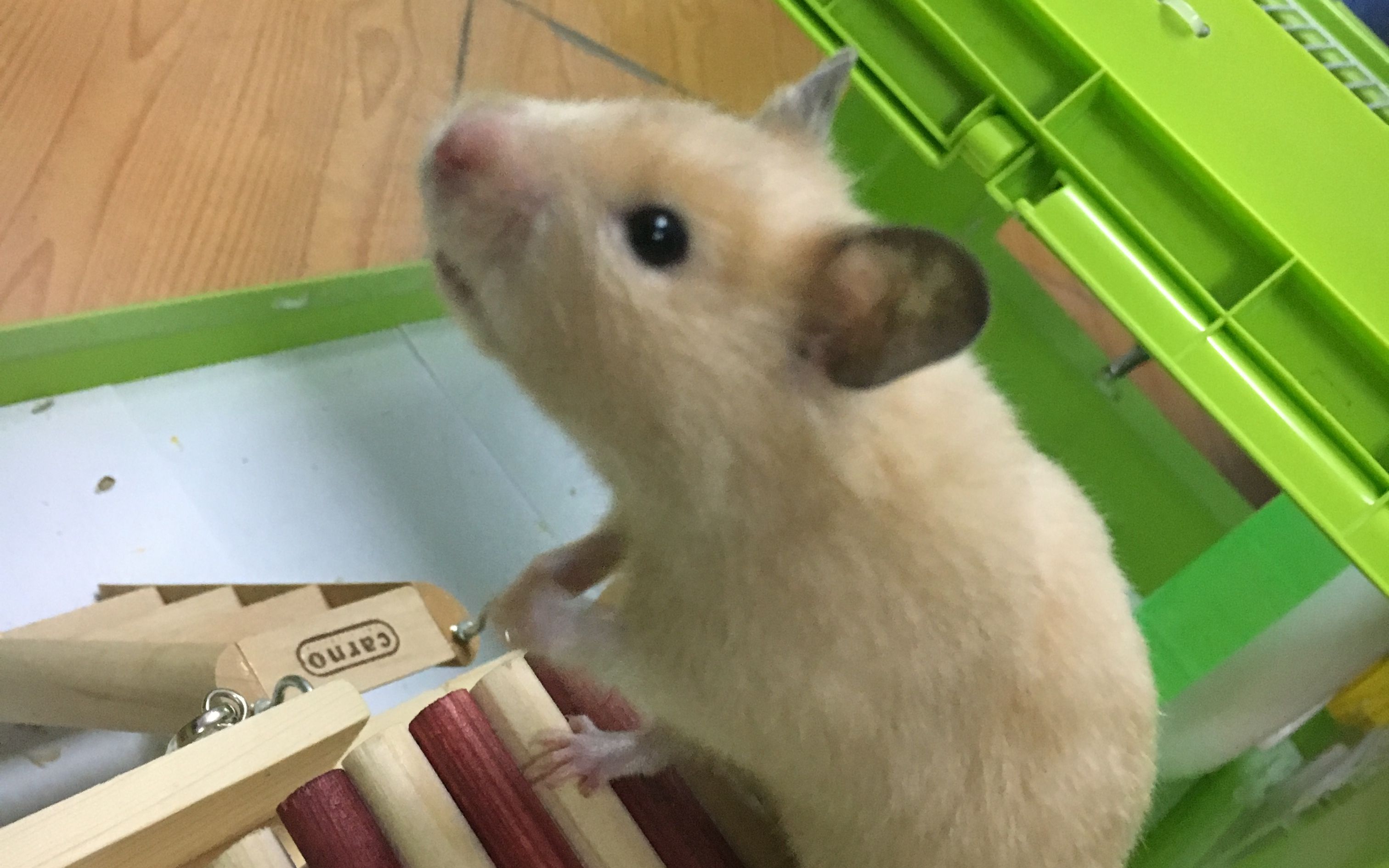 一只总想从房子里逃出来的笨鼠鼠吱吱猪[请忽略阿婆主