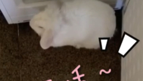 bc2b16fbe1cc3f4fbf7576fc0eef8b755bf568bd.jpg@280w_158h_1c_100q.jpg