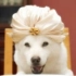 【720p广告】第一弹 SOFTBANK 的那只颜艺狗狗