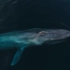 蓝鲸多大你有概念吗？？？无人机拍到蓝鲸与海豚嬉戏 海豚被衬托得像鱼苗............