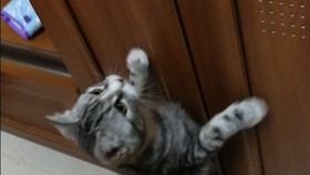 bc4f5a02cf4846c572efb06e1db8a312ed3f68b0.png@280w_158h_1c_100q.jpg