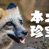 在动物园里寻找大自然：南京红山本土区即将开放