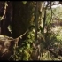 《奇幻森林》精彩片段1