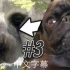 【PewDiePie中字／无字】最后的守护者 EP3 我的狗在游戏里面诶！ @熊猫游戏字幕组