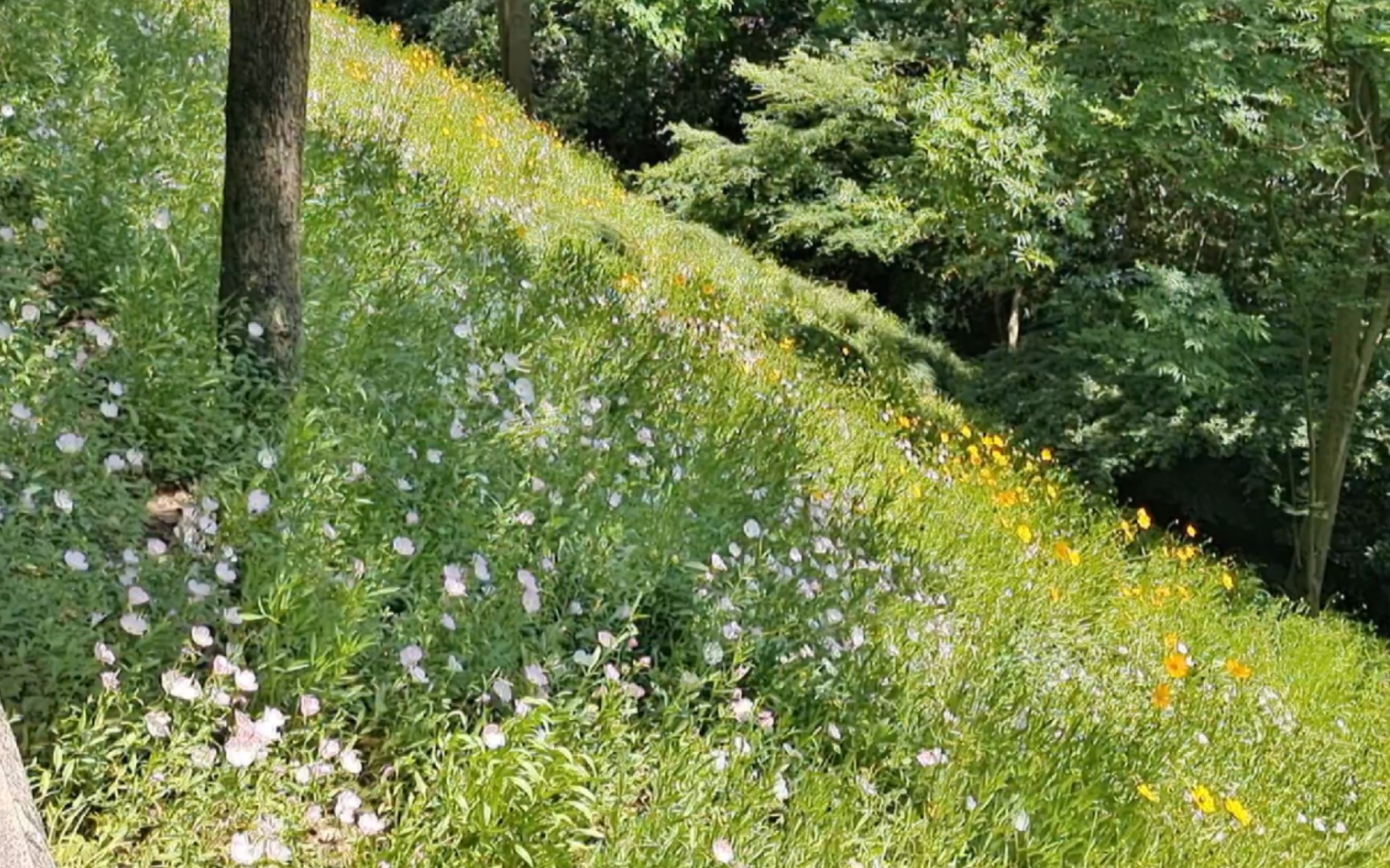 五月 | 缠住春天的花  接住夏日的果 | 杭州逛园小记