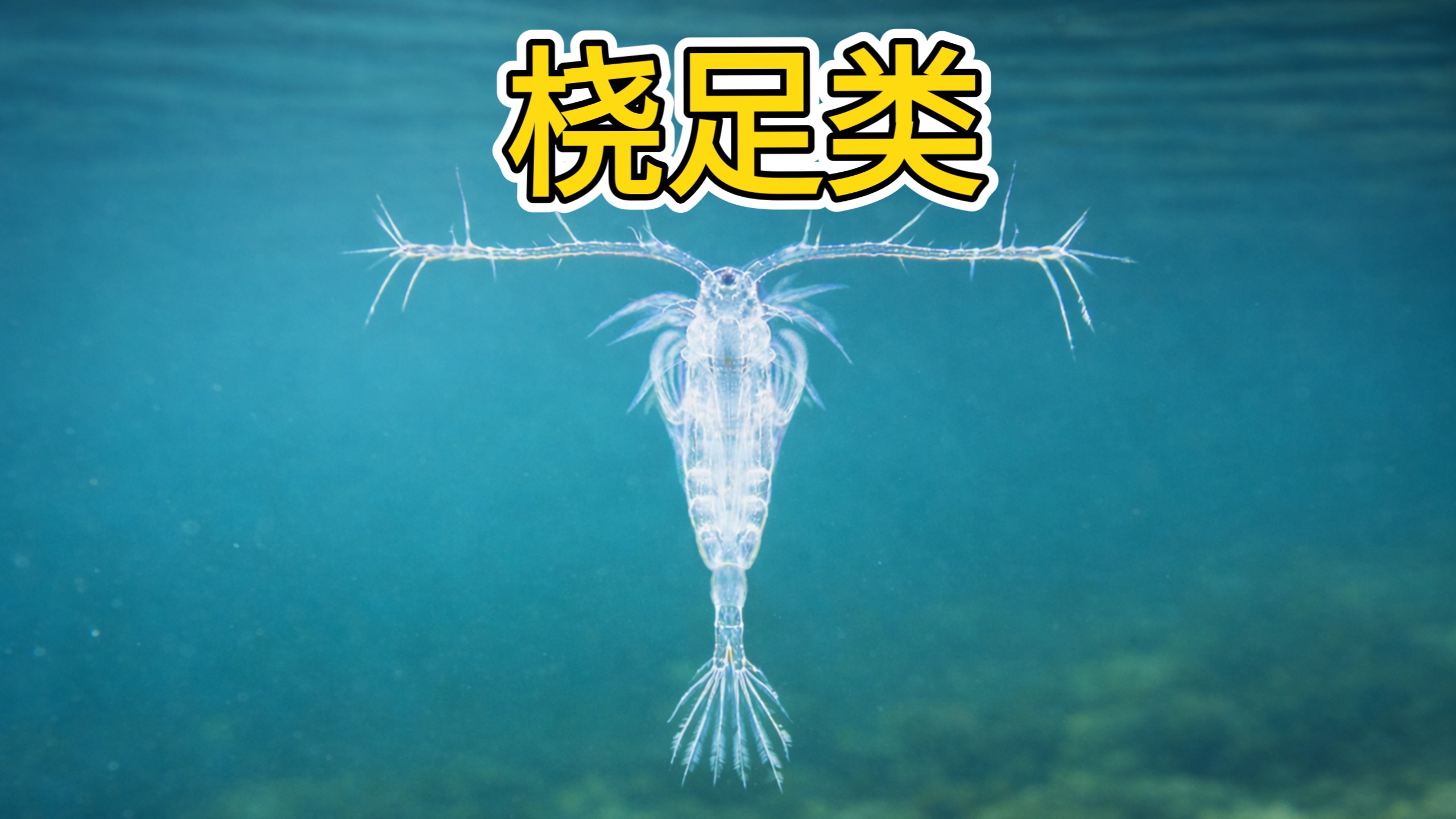 桡足类：湖泊中的无声“舰队”