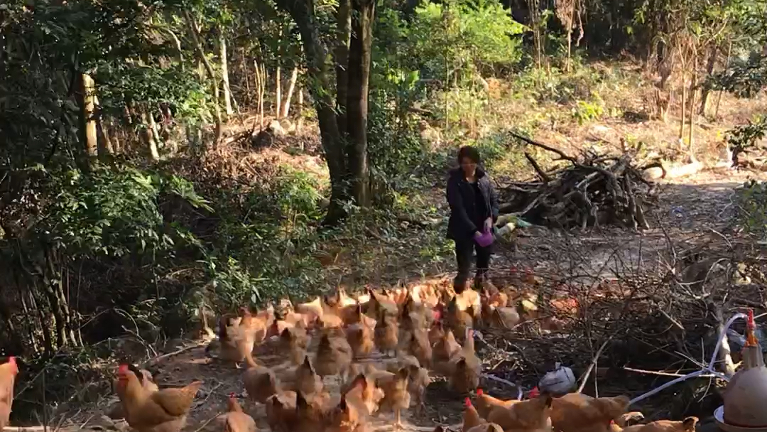 日常喂鸡