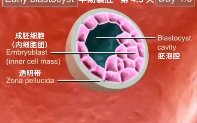 【胚胎学动画】（中文字幕）02 卵裂和囊胚形成 Cleavage and blastocyst formation - Medical Animations