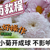 爆菊教程｜小菊开成球 开成烟花｜不影响花期 不用换水 简单好操作教程｜三倍营养液养护｜网购鲜花养护分享｜Sofia的养花日常｜鲜花养护对比实验