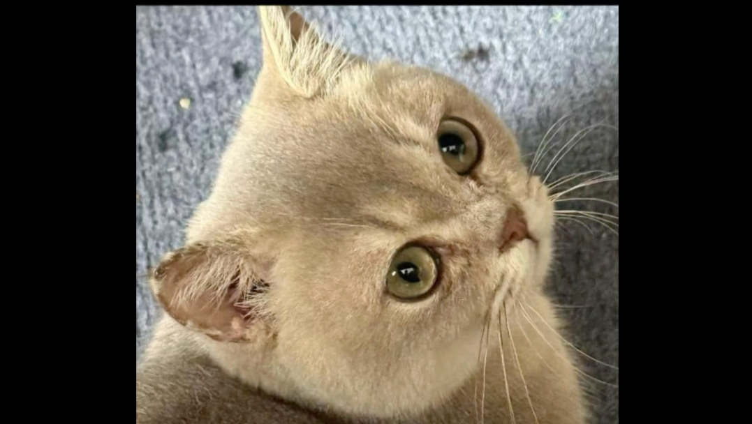 我在人生低谷救了一只小猫…