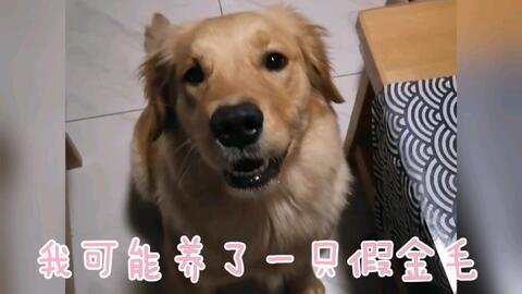 怎么看金毛几岁了 bca3ccc6bfc32469a2e0cf048e873f373d242207.jpg@480w_270h_1c