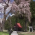 【日本广告】東北の春 Spring Beauty in Tohoku, Japan