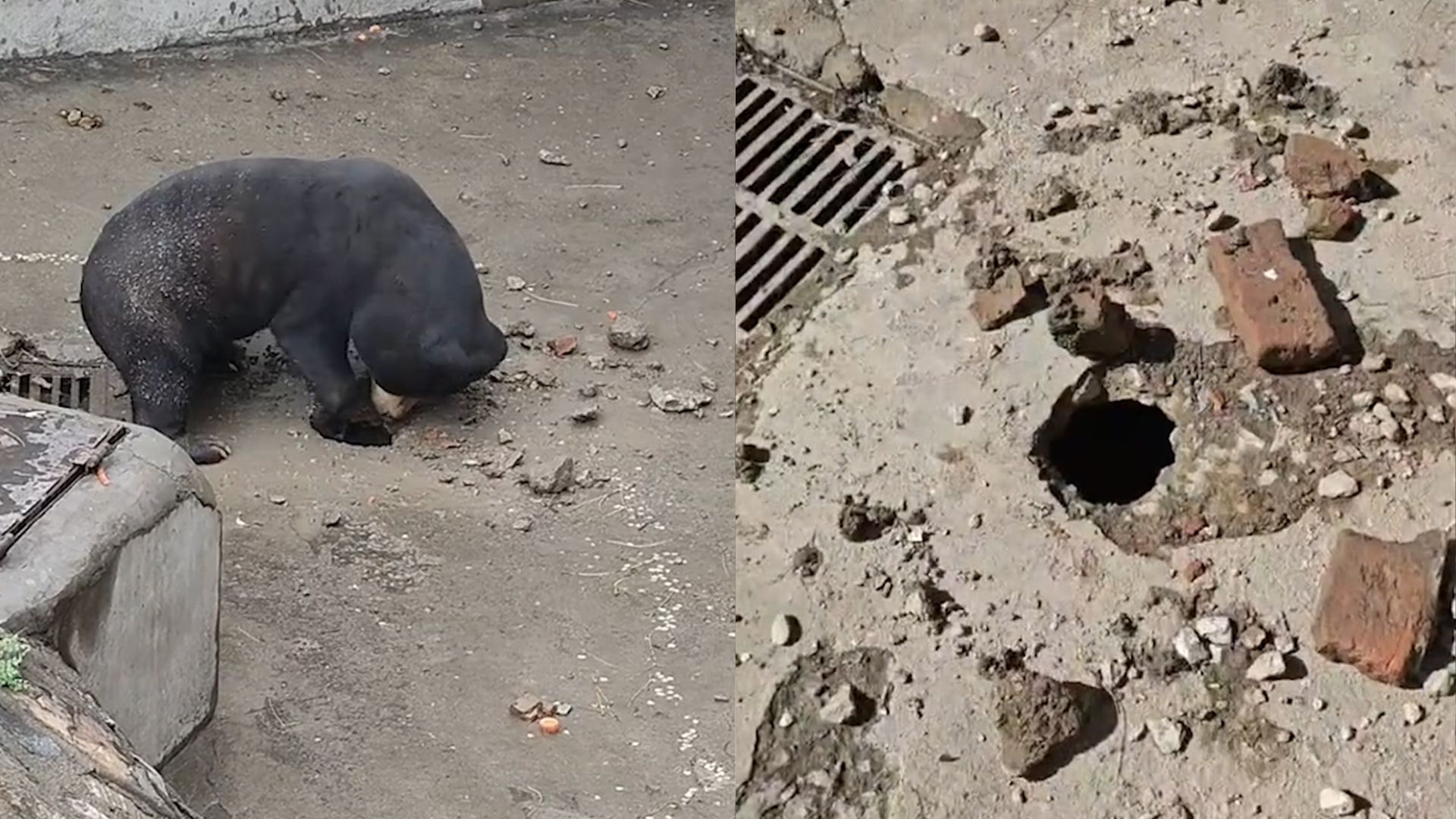 休假没了！天津动物园马来熊化身“盾构熊”，水泥地掏洞被关禁闭