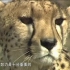【1080P超清】动物生存秘籍 央视纪录片【全6集】