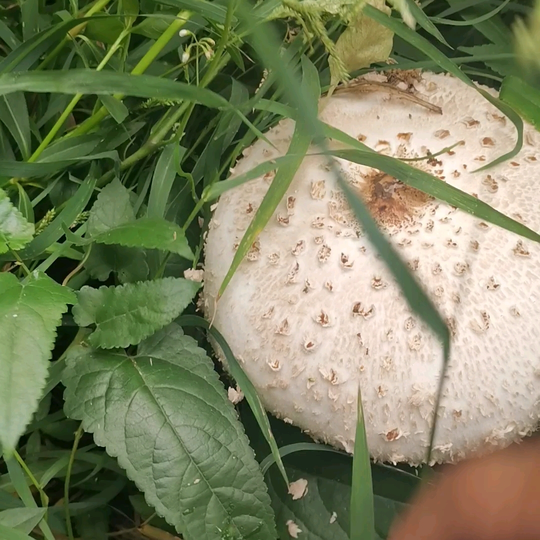 第一次见超大蘑菇