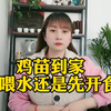 养鸡育雏，到底先喂水还是先开食？做好这四点雏鸡成活率
