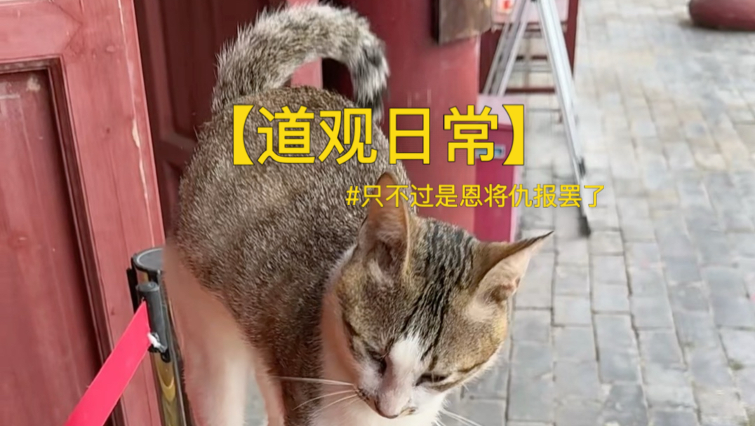 【道观日常】小猫咪能有什么坏心思，不过是恩将仇报罢了