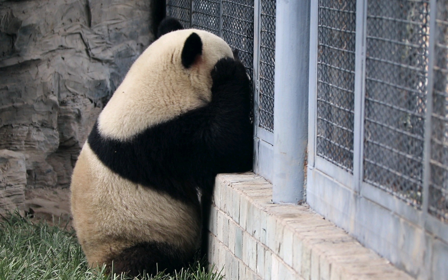 【大熊猫萌兰&萌大】撑着大头和哥哥聊天，话痨两兄弟，互为丰容，每天都有聊不完的天^O^