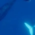 鲸鱼  叫声