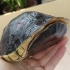 养了9年的黄缘盒龟闭壳后越看越像鼠标，非常神奇的物种