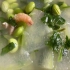 用白水一样能做出颜色奶白且味道醇厚冬瓜汤！简单又好喝的家常味儿！夏天我的最爱！