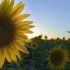 空镜头视频素材 向日葵阳光植物 素材分享