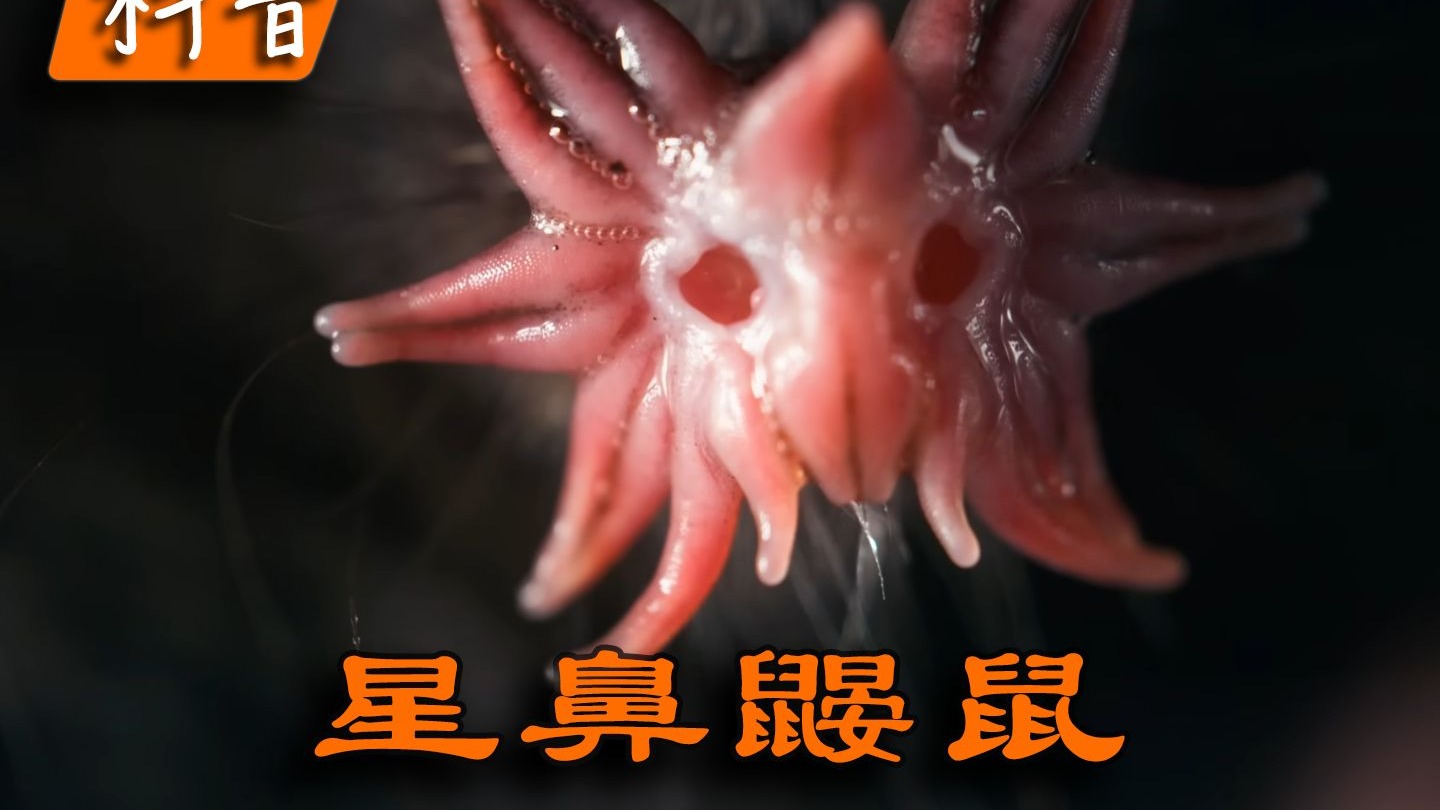 如果你转生成了星鼻鼹鼠，别迷失了自己，对自己好点