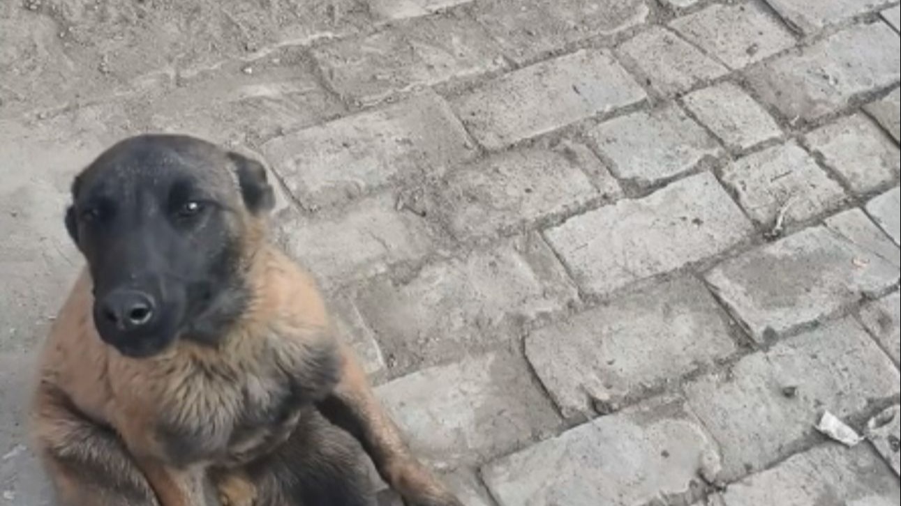当你用手去挠马犬时，它就会一脸无奈地看着你，并杵着双管猎枪对着你！