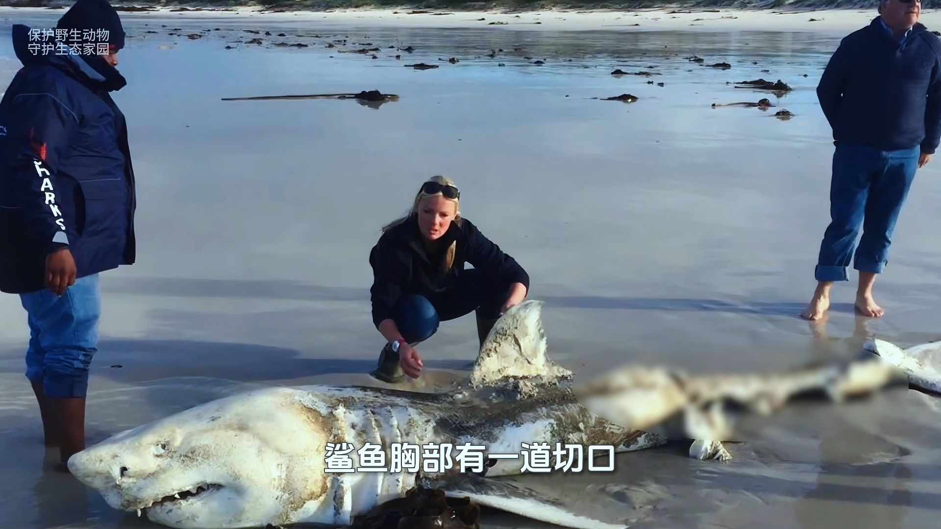 两条虎鲸清空了整个海域,250条大白鲨全部消失,科学家在尸体上发现了一个细节