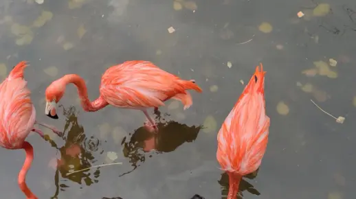 火烈鸟的叫声竟然是嘎嘎嘎的