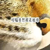 《片尾推荐》已完结一口气看完