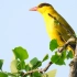 高清银杏树上的黄鹂鸟，黄鹂鸟叫声，黄颜色的羽毛真漂亮