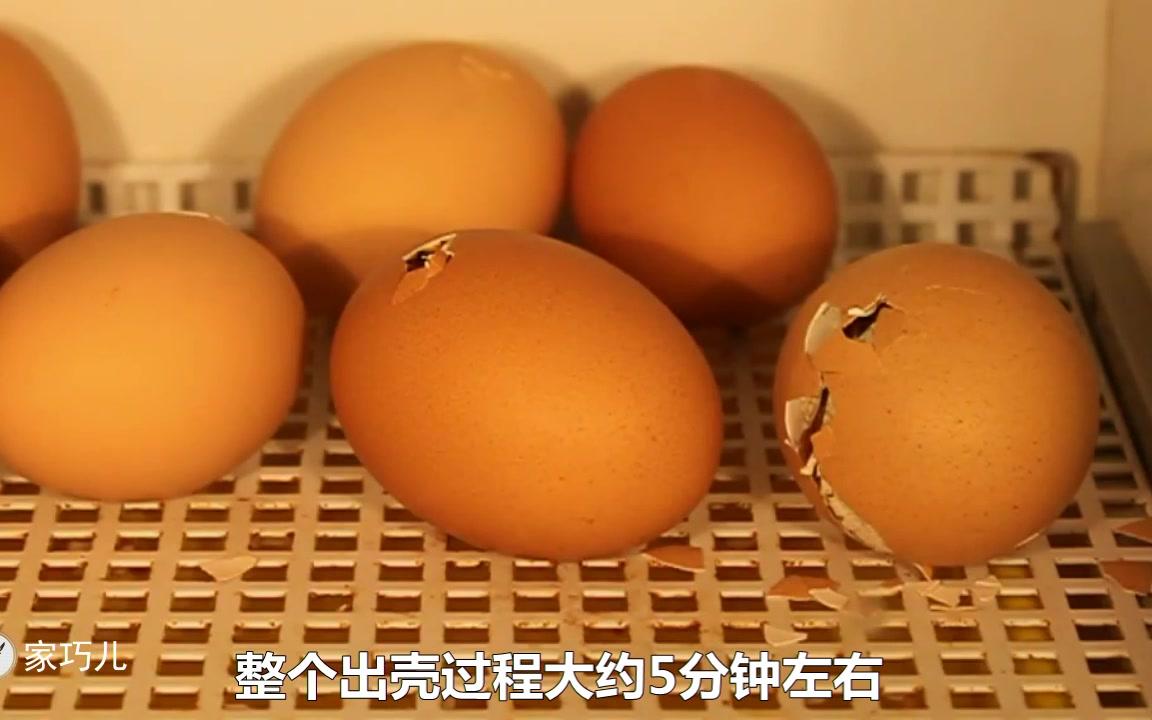 把手机放在孵化器里实拍小鸡出壳全过程不动弹了怎么回事