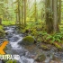 森林中的雨天-4K放松视频，带有舒缓的小溪声和鸟鸣