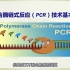 聚合酶链式反应（PCR）技术基本原理
