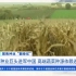 聚焦种业“翻身仗”一种业巨头进军中国，高端蔬菜种业依赖进口