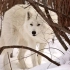 北极狼、北极狐等雪地动物4k高清摄影 画面真是太美