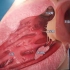 动画展示心脏的解剖结构，包括各动静脉、心房心室、动脉瓣、二尖瓣等
