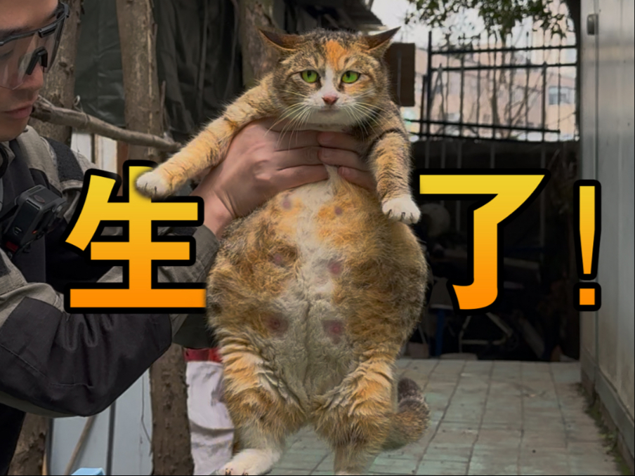 生了！生了！10多只？！！