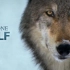 《黄石公园的母狼王 Wild Yellowstone She Wolf》