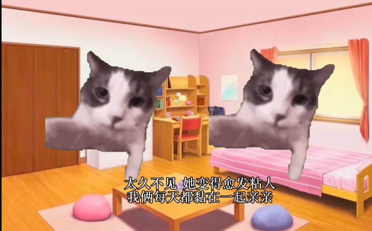 【猫meme】用猫meme做了我和小猫的故事，感谢小猫出现在我的生命里！！猫门！！！！