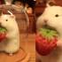 [羊毛毡]因为偷草莓被人类拿住的屑鼠✧(≖ ◡ ≖✿)