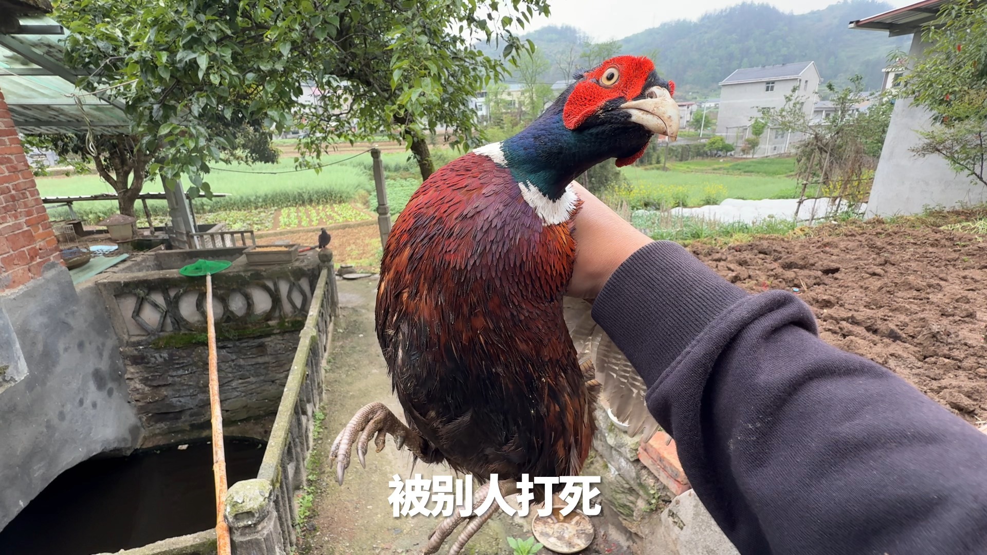 祸害别人的庄稼，这下惨了吧