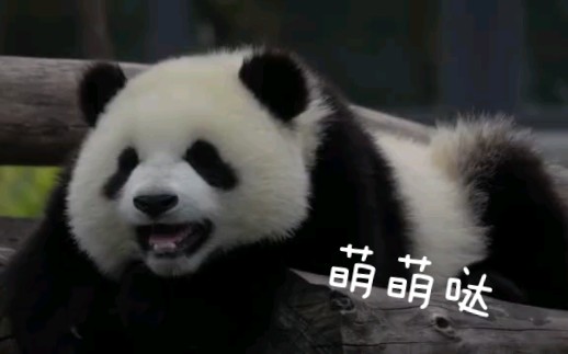 【大熊猫皓月】你是哪里来的小仙童？睡觉也要露出甜甜的笑容！！